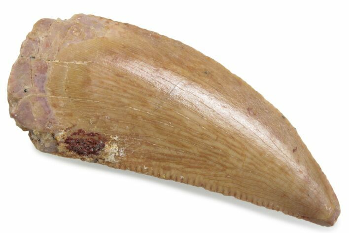 Serrated Raptor Tooth - Real Dinosaur Tooth #376404